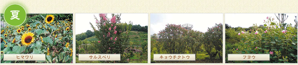 四季の郷公園夏の花